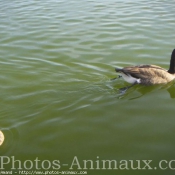 Photo de Canard