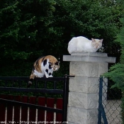 Photo de Chat domestique