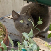 Photo de Chartreux