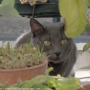 Photo de Chartreux