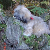 Photo de Lhassa apso