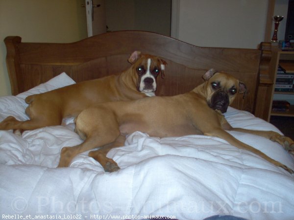 Photo de Boxer