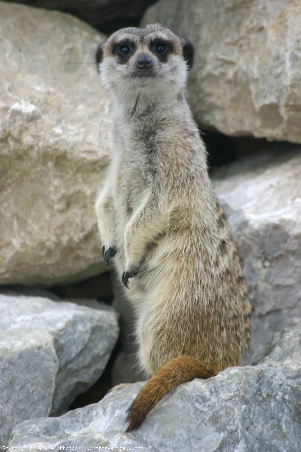 Photo de Suricate