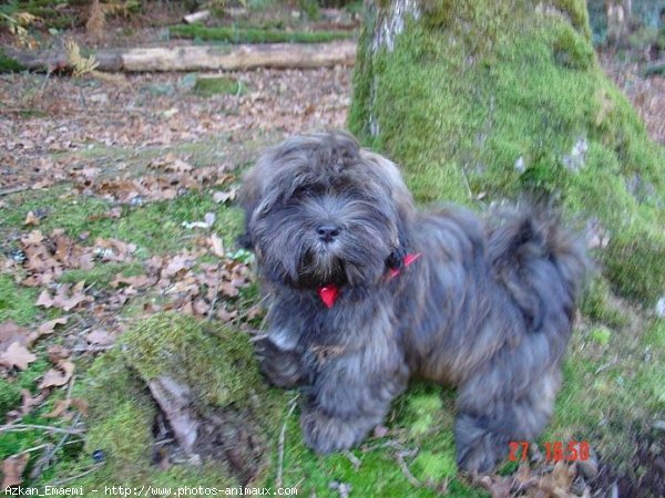 Photo de Lhassa apso