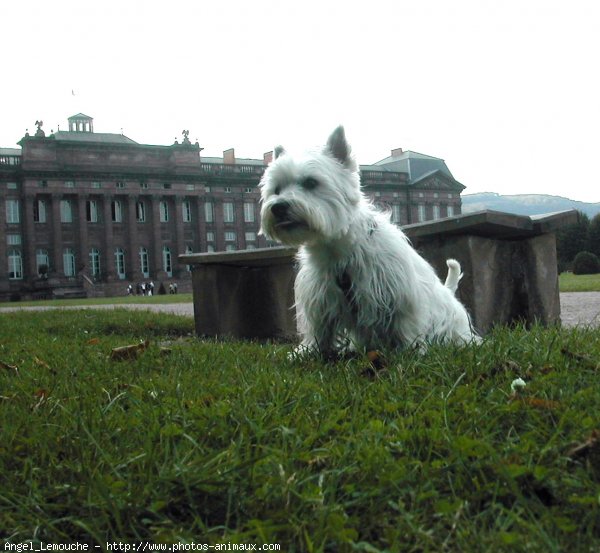 Photo de West highland white terrier