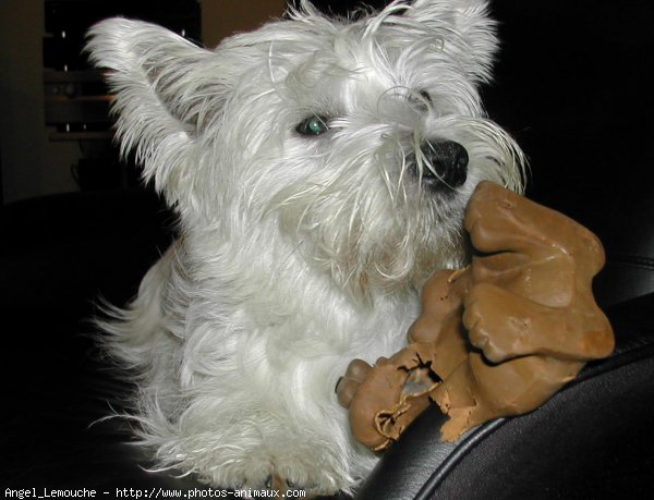 Photo de West highland white terrier