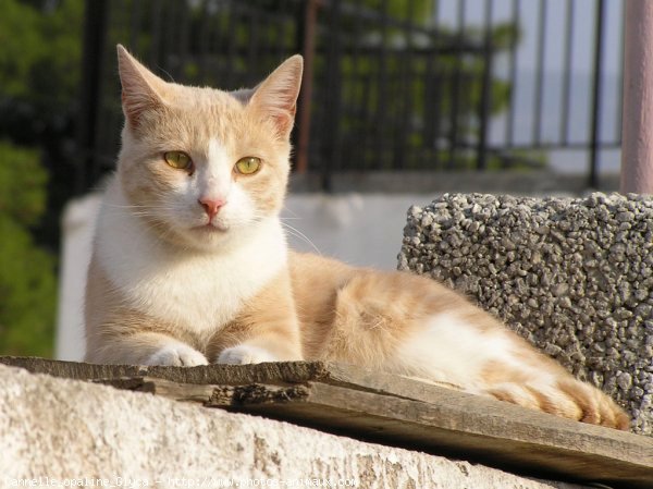 Photo de Chat domestique