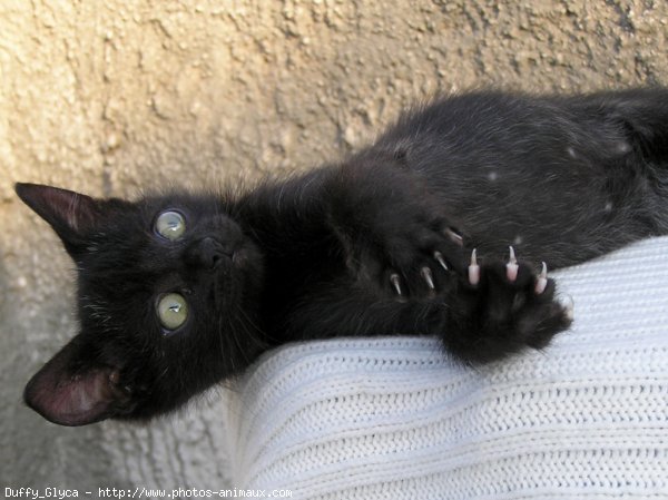 Photo de Chat domestique