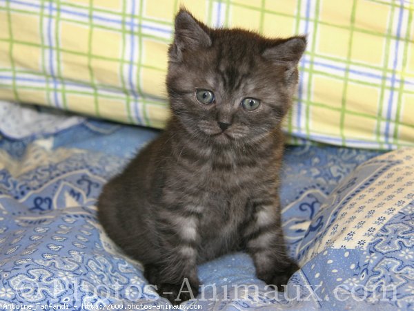 Photo de British shorthair