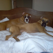 Photo de Boxer