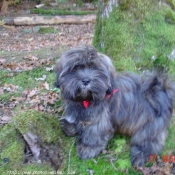 Photo de Lhassa apso