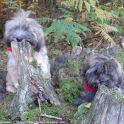 Photo de Lhassa apso