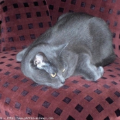 Photo de Chartreux