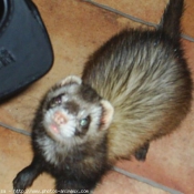 Photo de Furet