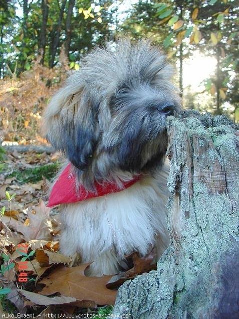 Photo de Lhassa apso