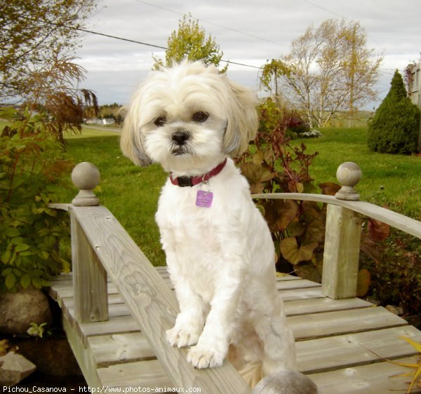 Photo de Shih tzu