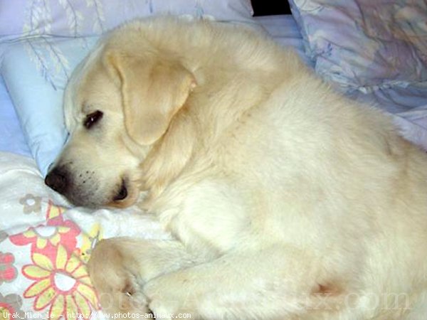 Photo de Chien de berger des tatras