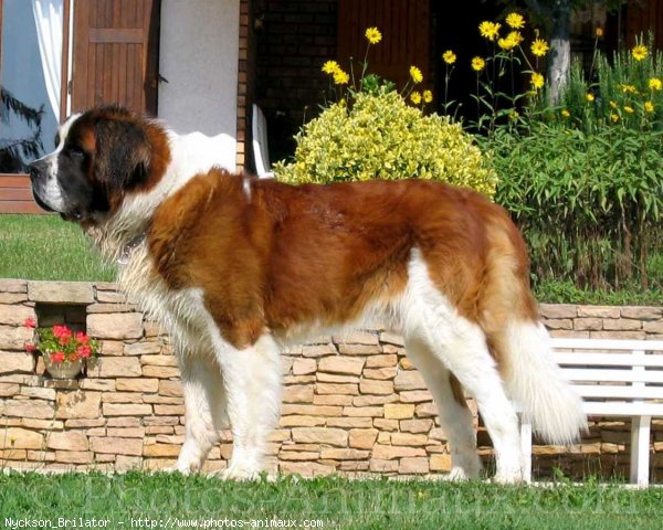 Photo de Saint-bernard poil long