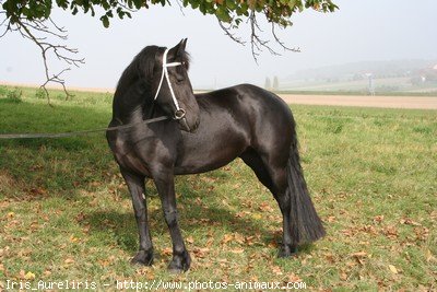 Photo de Frison