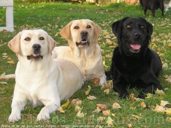 Photo de Labrador retriever