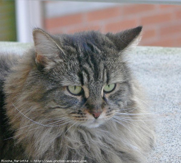 Photo de Chat domestique