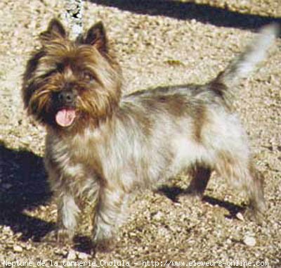 Photo de Cairn terrier