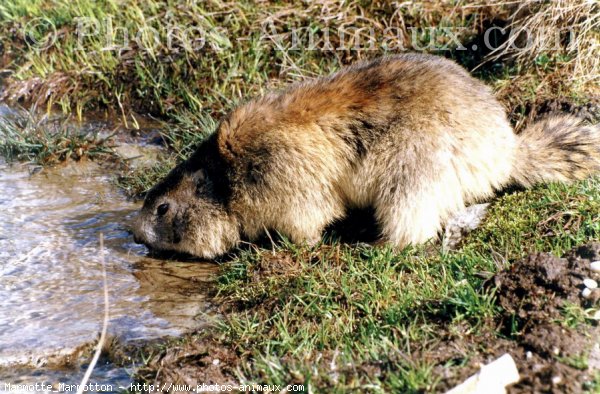 Photo de Marmotte