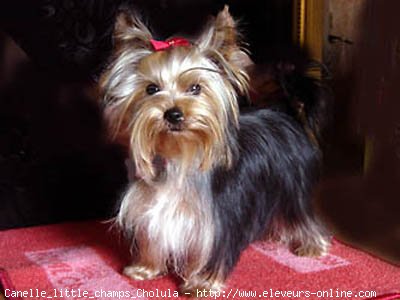 Photo de Yorkshire terrier