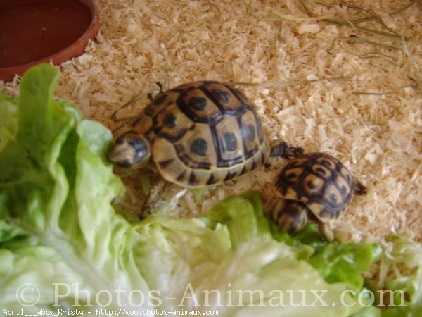 Photo de Tortue