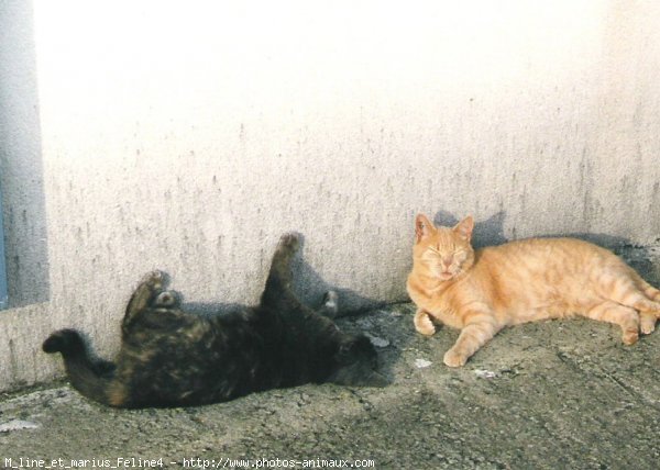 Photo de Chat domestique