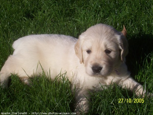 Photo de Golden retriever