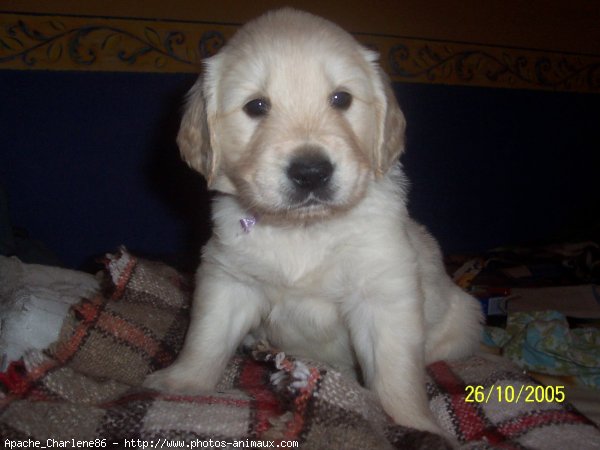 Photo de Golden retriever