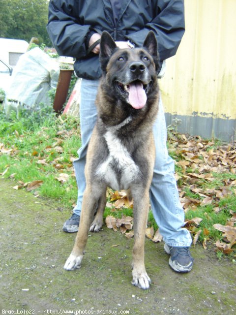 Photo de Berger belge malinois