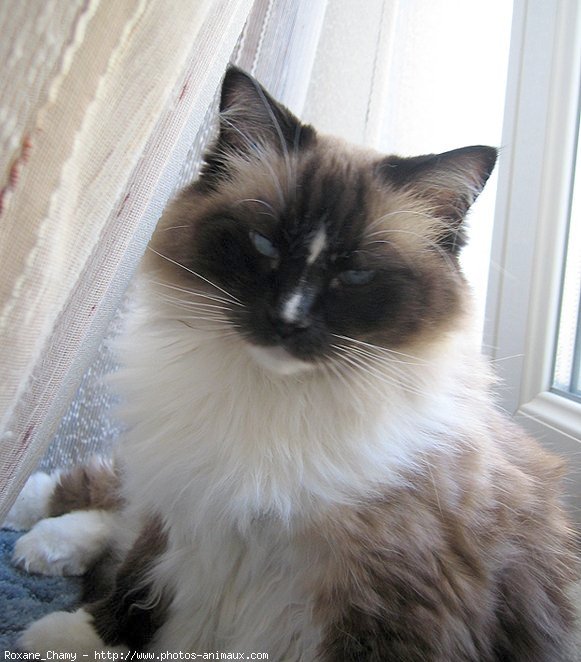 Photo de Ragdoll