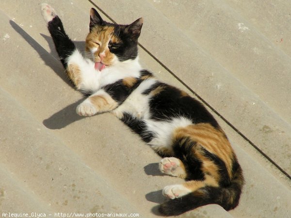 Photo de Chat domestique