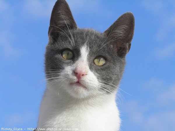 Photo de Chat domestique