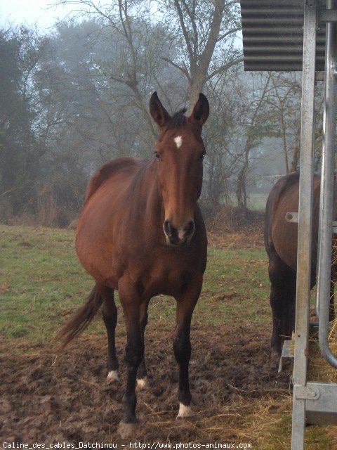 Photo de Trotteur franais