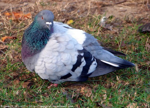 Photo de Pigeon