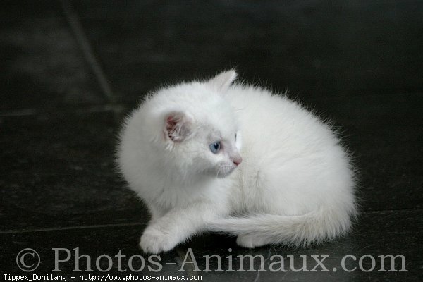 Photo d'Angora turc