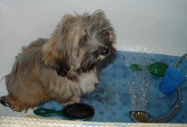 Photo de Lhassa apso