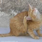 Photo de Chat domestique