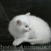 Photo d'Angora turc