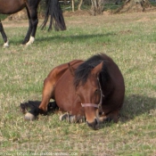 Photo de Races diffrentes