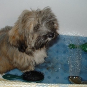 Photo de Lhassa apso