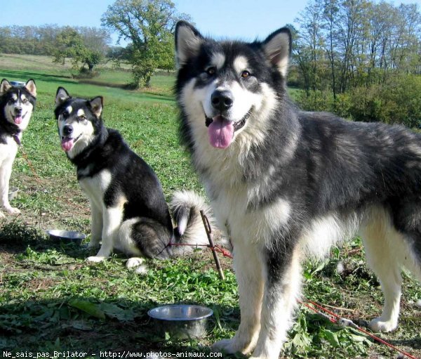 Photo de Malamute de l'alaska