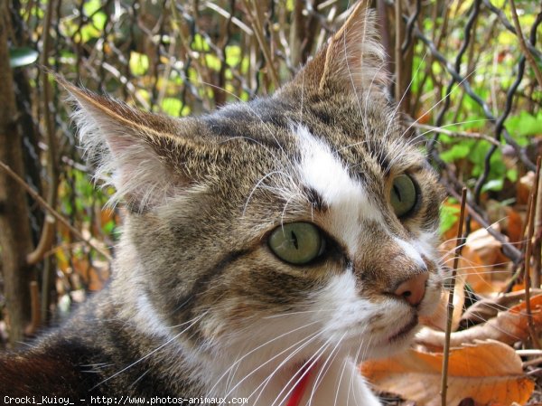 Photo de Chat domestique