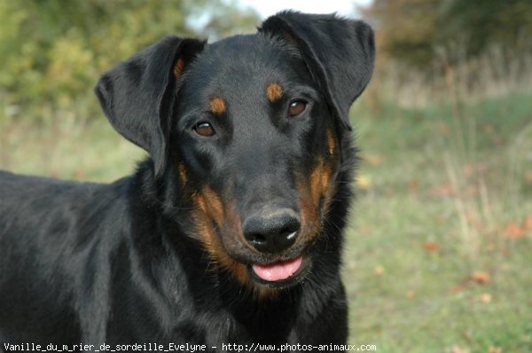 Photo de Berger de beauce