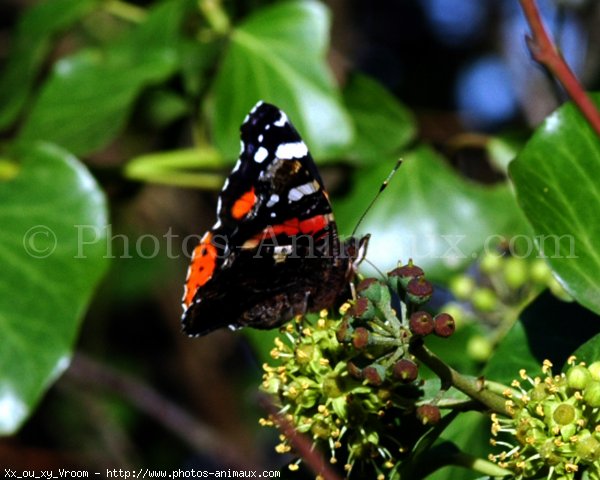 Photo de Papillon