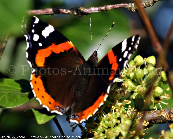 Photo de Papillon