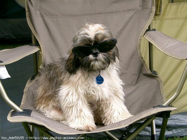 Photo de Shih tzu